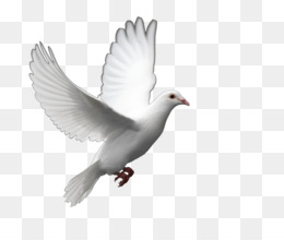 white,bird,peace,dove,doves,free download,png,comdlpng