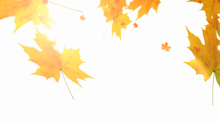 flare,motion,leaves,white,background,falling,lens,free download,png,comdlpng