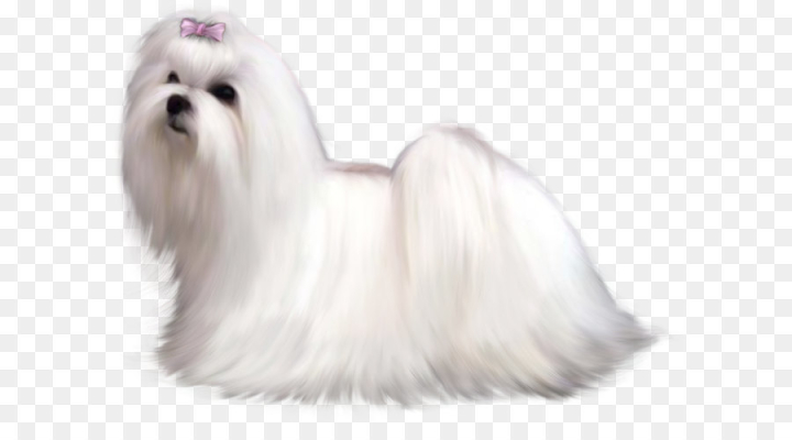maltese,picture,clipart,dog,painted,free download,png,comdlpng