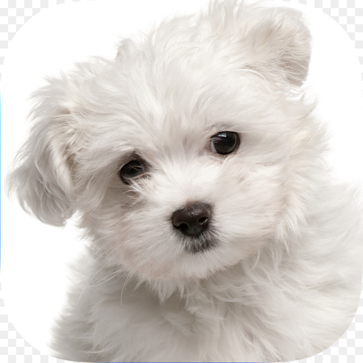 White Fluff PNG Transparent Images Free Download, Vector Files