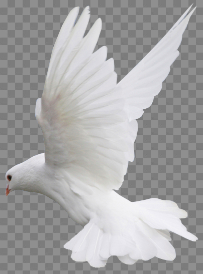 high,white,flight,gallery,dove,clipart,yopriceville,free download,png,comdlpng