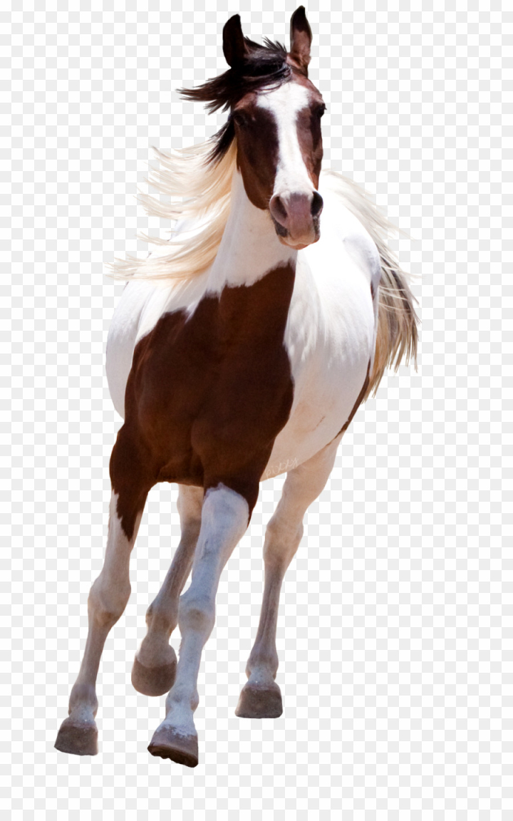 Horse PNGs for Free Download