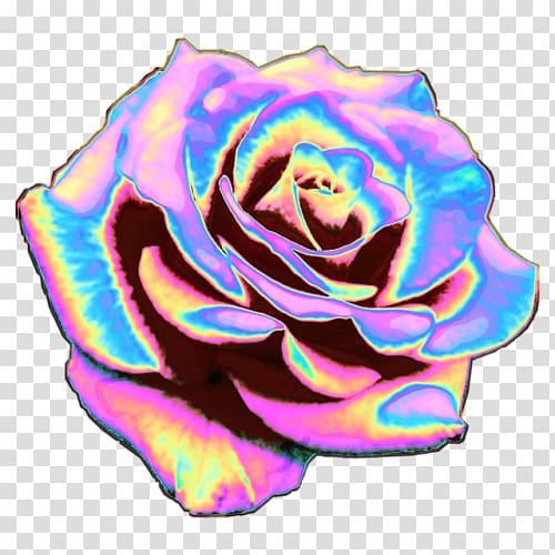 Free: Rainbow rose Garden roses T-shirt Cabbage rose Cut flowers, T-shirt  transparent background PNG clipart 