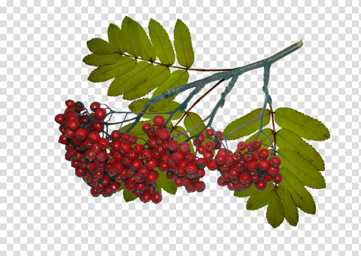sorbus,aucuparia,tree,leaf,berry,abscission,hawthorn,frutti di bosco,winter,food,branch,twig,currant,fruit,superfood,sorbus aucuparia,гроздь,гроздь рябины,кaртинки,плейкаст,schisandra,rowan,red mulberry,autumn,bark,boysenberry,fruit crops,mountainash,nature,needle,plant,pome,рябина,png clipart,free png,transparent background,free clipart,clip art,free download,png,comhiclipart