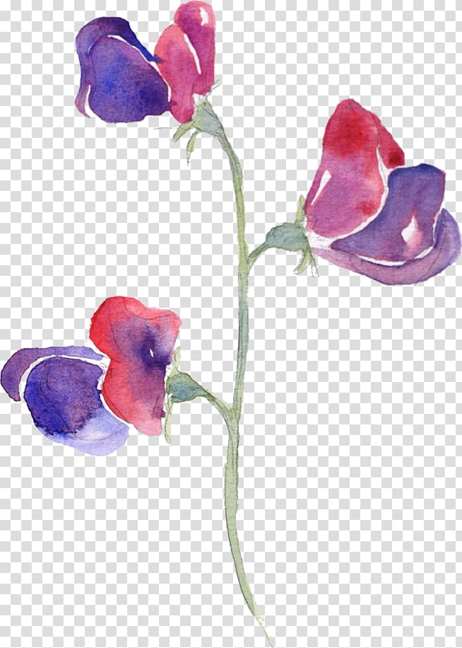sweet,pea,watercolor,painting,purple,violet,plant stem,color,flower,magenta,vegetables,tattoo,violet family,vine,plant,petal,moth orchid,flowers in watercolor,flowering plant,drawing,cut flowers,sweet pea,watercolor painting,flowers,png clipart,free png,transparent background,free clipart,clip art,free download,png,comhiclipart