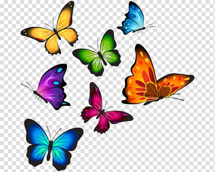 t,shirt,watercolor,brush footed butterfly,symmetry,insects,color,royaltyfree,top,stock photography,artwork,tshirt,watercolor butterfly,pollinator,moths and butterflies,monarch butterfly,maternity clothing,invertebrate,insect,clothing,wing,butterfly,t-shirt,assorted,butterflies,png clipart,free png,transparent background,free clipart,clip art,free download,png,comhiclipart