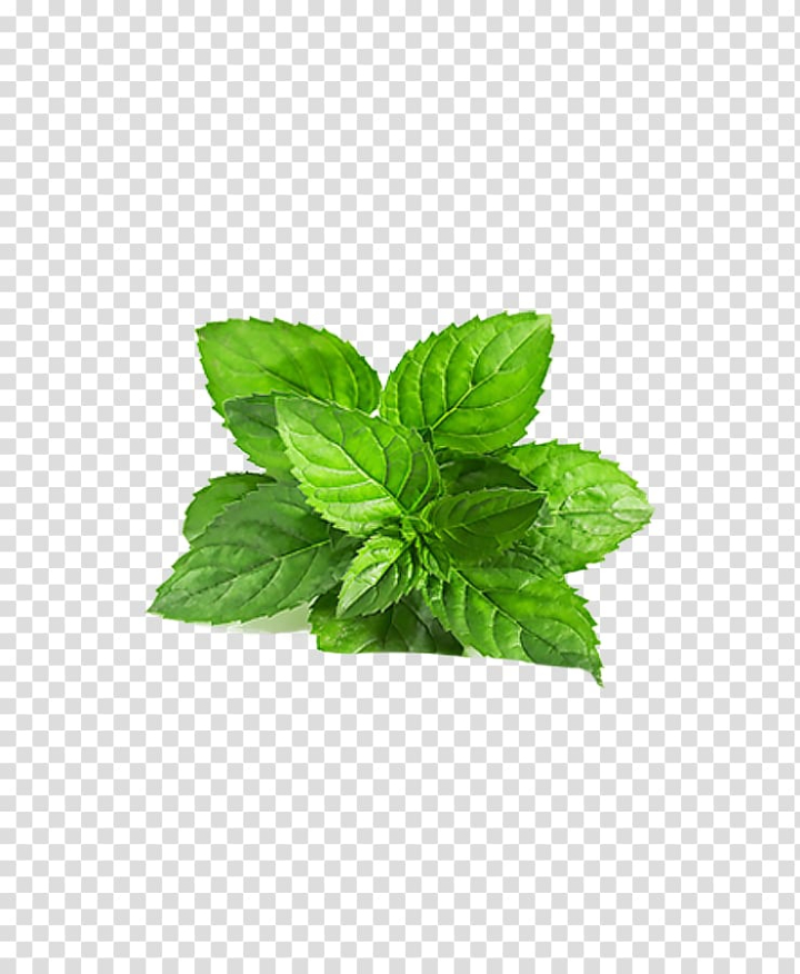 mentha,arvensis,spicata,leaves,grass,decoration,green,watercolor leaves,leaf,herbal,flower,nature,watercolor flowers,perennial plant,pink flower,watercolor flower,plant,seed,mint,curry tree,extract,flower vector,herb,lemon basil,basil,smoothie,chutney,mentha arvensis,peppermint,mentha spicata,leaves of grass,flowers,png clipart,free png,transparent background,free clipart,clip art,free download,png,comhiclipart