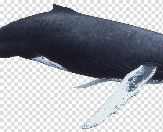 sperm,whale,killer,humpback,fin,watercolor,marine mammal,mammal,animals,fauna,whales dolphins and porpoises,marine biology,cetacea,minke whale,organism,rorqual,rough toothed dolphin,whale watching,blue whale,dolphin,bowhead whale,grey whale,fish,common bottlenose dolphin,sperm whale,whale killer,killer whale,humpback whale,fin whale,png clipart,free png,transparent background,free clipart,clip art,free download,png,comhiclipart