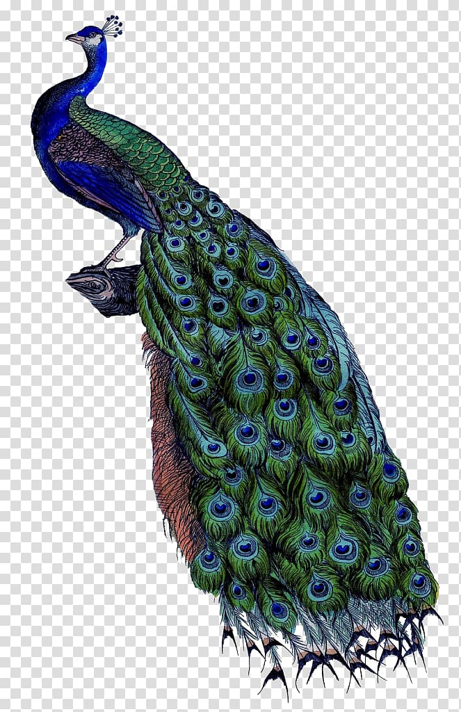 Free: Pavo Painting Art Canvas Wall, peacock pattern transparent background  PNG clipart 