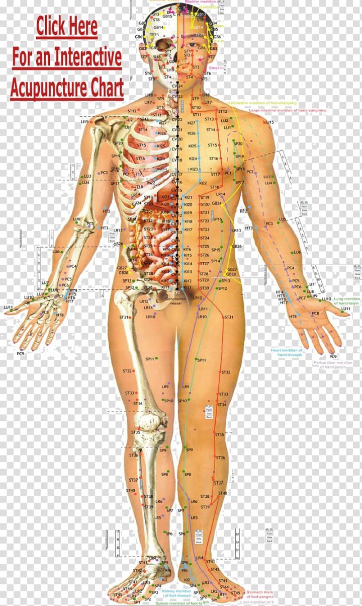 traditional,chinese,medicine,akupunktiopiste,acupoints,back,household,hand,human,fictional character,cartoon,arm,pain,human body,abdomen,medical care,disease,nerve,pressure point,muscle,standing,neck,organ,trunk,stop smoking,organism,therapy,shoulder,reflexology,stomach,gua sha,leg,alternative health services,blood vessel,chart,chest,costume design,cupping therapy,flesh,health,hip,human behavior,human leg,joint,acupuncture,traditional chinese medicine,acupressure,meridian,png clipart,free png,transparent background,free clipart,clip art,free download,png,comhiclipart