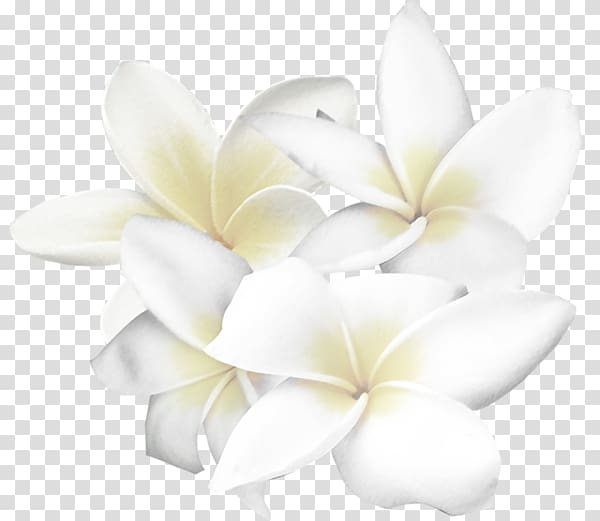Free: White Flower , White flowers transparent background PNG clipart -  
