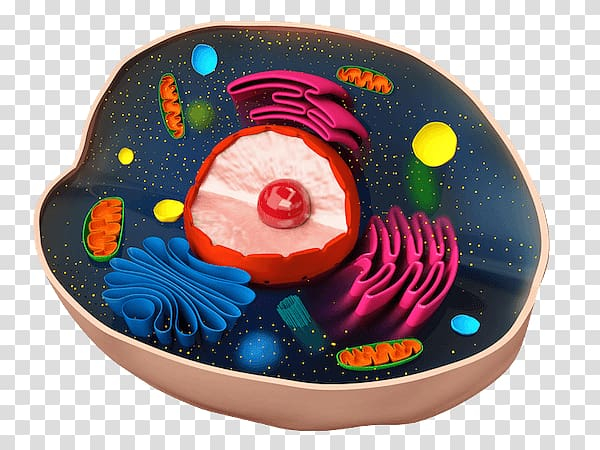 plant,cell,c,l,lula,animal,biology,cells,stoma,stock photography,plastic,photosynthesis,organelle,mitochondrion,lysosome,intracellular,freeradical theory of aging,vacuole,plant cell,animal biology,png clipart,free png,transparent background,free clipart,clip art,free download,png,comhiclipart