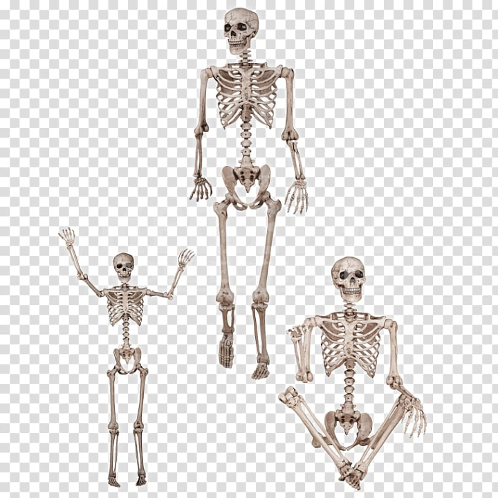 Free: Human skeleton Human body Anatomy Bone, Skeleton transparent  background PNG clipart 