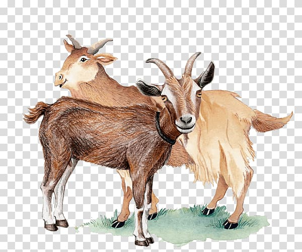 feral,goat,barbary,sheep,scatters,rabbit,watercolor painting,mammal,animals,cow goat family,color,fauna,wildlife,terrestrial animal,industry,goats,breed,scatters the rabbit,cattle,livestock,horn,goat antelope,feral goat,barbary sheep,drawing,png clipart,free png,transparent background,free clipart,clip art,free download,png,comhiclipart