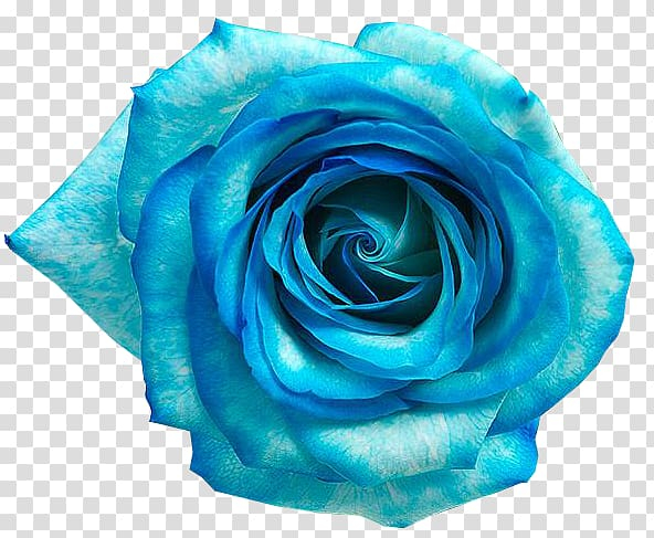 blue,rose,flower,teal,rose order,electric blue,red,rosa centifolia,rose family,aqua,sky,sky blue,turquoise,plant,pink,petal,azure,cut flowers,floral design,flores azul,flowering plant,garden roses,green,yellow,blue rose,blue flower,flores,azul,hybrid,tea,bloom,png clipart,free png,transparent background,free clipart,clip art,free download,png,comhiclipart