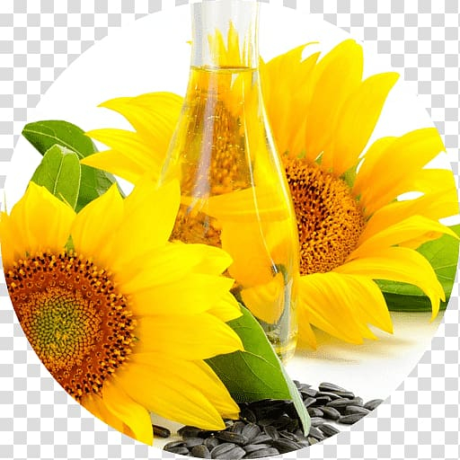 sunflower,oil,linseed,vegetable,food,sunflower seed,flower,seed oil,hair,daisy family,sunflower oil,essential oil,vegetable oil,vegetarian food,seed,avocado oil,peanut oil,linseed oil,ingredient,food  drinks,flowering plant,cottonseed oil,cooking oils,coconut oil,yellow,png clipart,free png,transparent background,free clipart,clip art,free download,png,comhiclipart