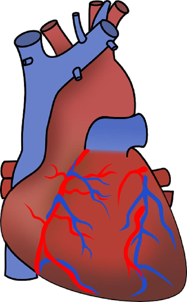 myocardial,infarction,heart,failure,cardiovascular,disease,diagram,unlabeled,hand,cartoon,fictional character,arm,human body,smoking,shoulder,red,organism,organ,nose,neck,myocardial infarction,muscle,kidney disease,joint,heart failure,cardiac surgery,cardiovascular disease,coronary artery disease,stomach,png clipart,free png,transparent background,free clipart,clip art,free download,png,comhiclipart