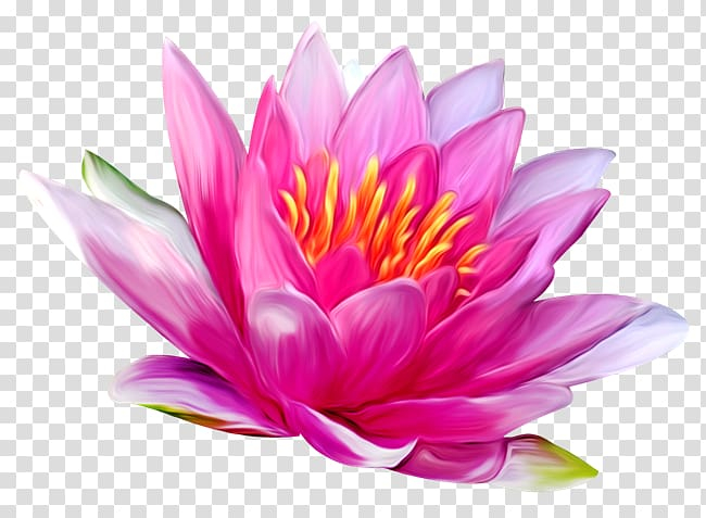 nelumbo,nucifera,white,water,lily,nymphaea,lotus,flower,sacred lotus,aquatic plant,pond,magenta,dahlia,яндекс фотки,lotus family,yellow lotus,water lily,water lilies,decoration,proteales,egyptian lotus,plant,pink,petal,flowering plant,nature,hand painted,nelumbo nucifera,white water-lily,nymphaea lotus,lotus flower,png clipart,free png,transparent background,free clipart,clip art,free download,png,comhiclipart
