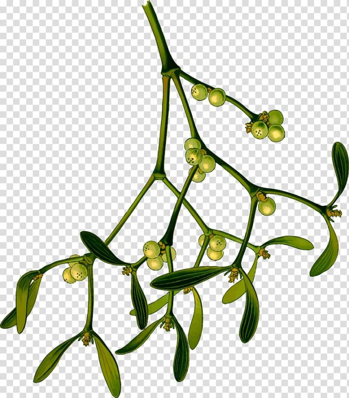 christmas,mistletoe,png clipart,free png,transparent background,free clipart,clip art,free download,png,comhiclipart