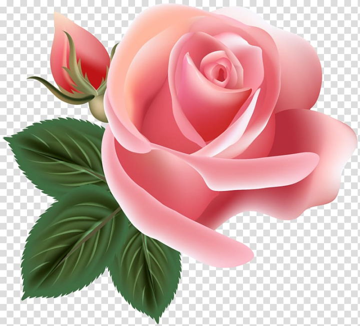 Rose Flower Pink , Pink Roses Decoration , pink rose illustrations  transparent background PNG clipart