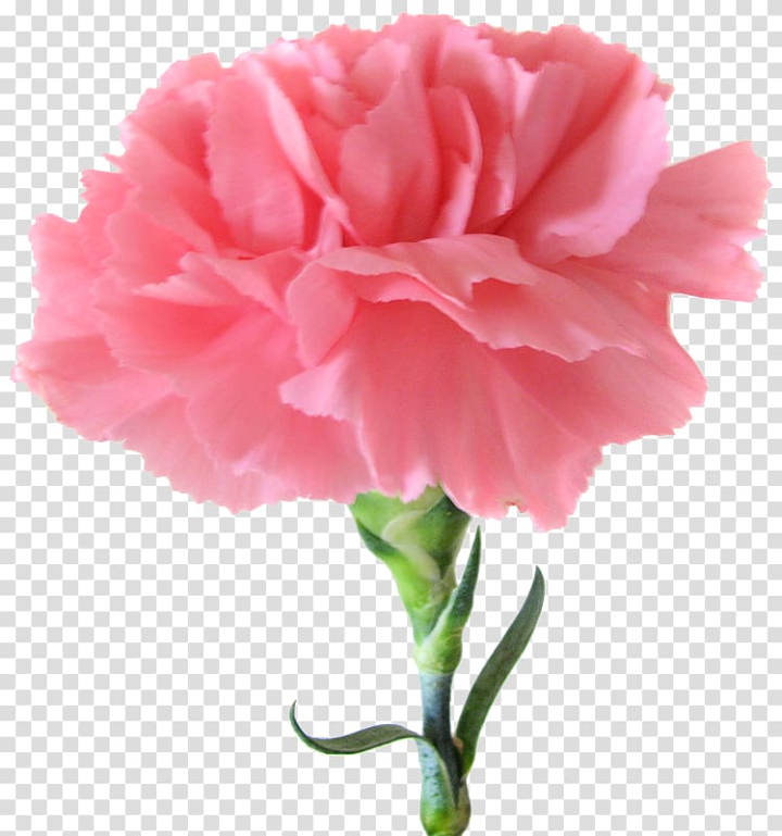 Free: Carnation Birth flower Pink flowers, pink flower transparent