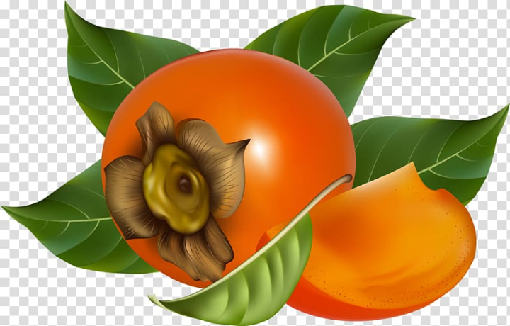 japanese,persimmon,food,leaf,orange,royaltyfree,fruit  nut,persimmons ,photorealism,plant,diospyros,graphic design,fruit tree,ebony trees and persimmons,vector projection,japanese persimmon,fruit,png clipart,free png,transparent background,free clipart,clip art,free download,png,comhiclipart