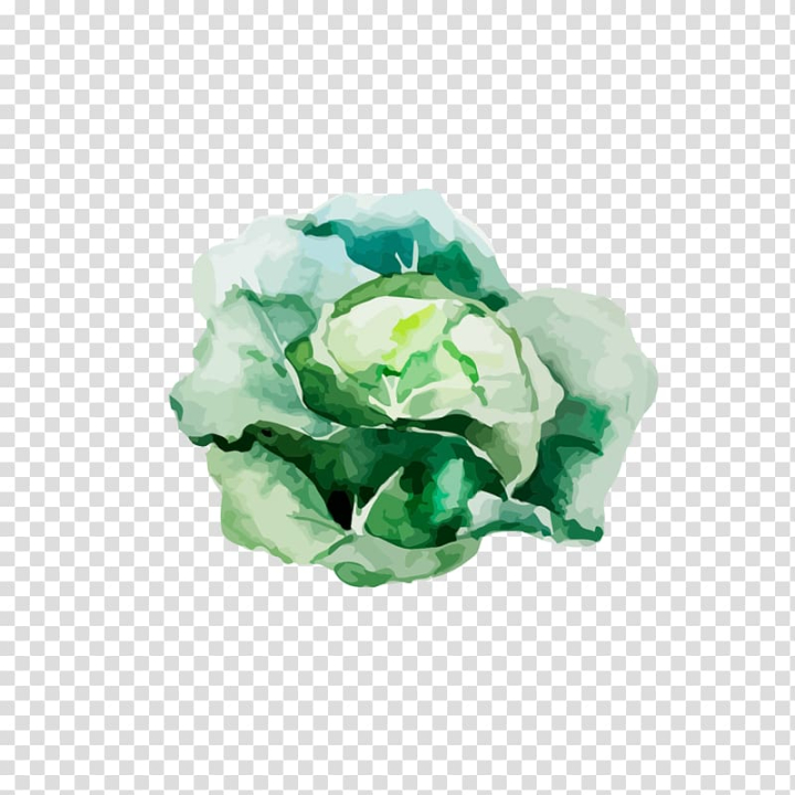 Vector of a vibrant cabbage drawing against a green backdrop 26309541  Vector Art at Vecteezy