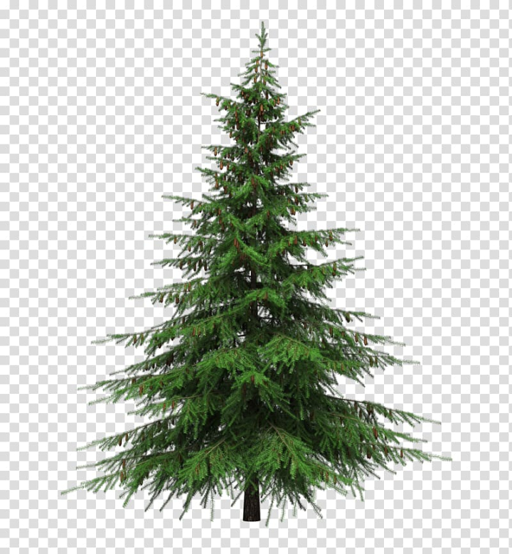 balsam,fir,artificial,christmas,tree,pre,lit,holidays,branch,christmas decoration,spruce,tinsel,trunk,prelit tree,pine family,pine,nature,holiday,christmas ornament,christmas tree,conifer,evergreen,firtree ,woody plant,balsam fir,artificial christmas tree,pre-lit tree,fir-tree,png clipart,free png,transparent background,free clipart,clip art,free download,png,comhiclipart