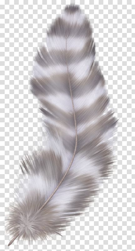 Black Feather PNG Transparent Images Free Download, Vector Files