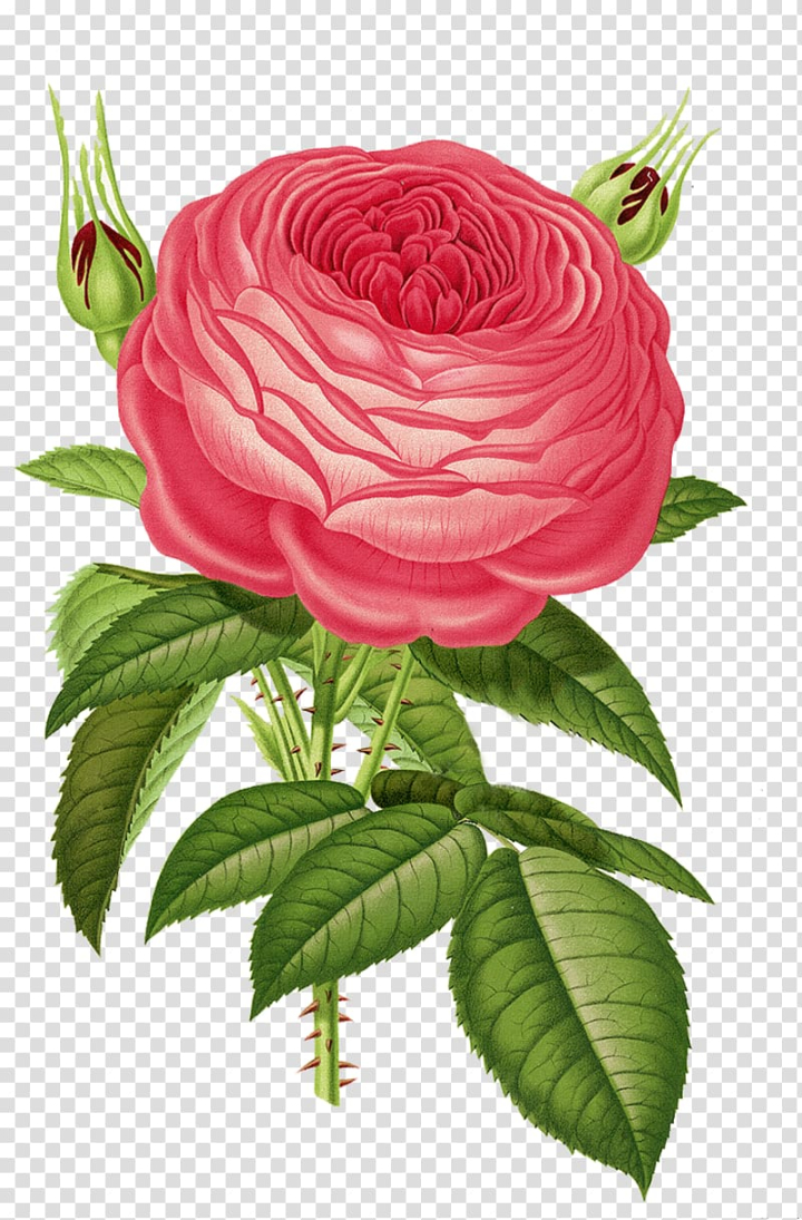 Hand Drawn Roses Vector Design Images, Svg Pink Rose Hand Drawn Border, Svg,  Pink, Rose Flower PNG Image For Free Download