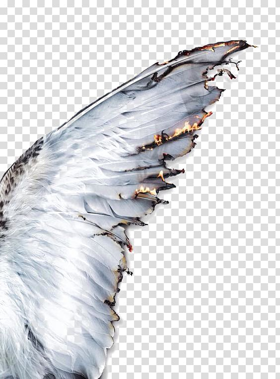greek,mythology,feather,white,feathers,animals,black white,peacock feather,aesthetics,jungkook,tail,combustion,flame,angel,white smoke,white flower,white background,background white,flightless bird,flames,demon,daedalus,icarus,wing,greek mythology,white feathers,png clipart,free png,transparent background,free clipart,clip art,free download,png,comhiclipart
