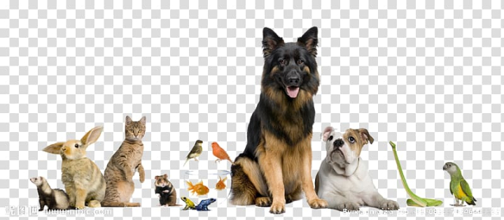 Free: Animals , Dog Cat Pet sitting Pet Shop, Animal House transparent  background PNG clipart 