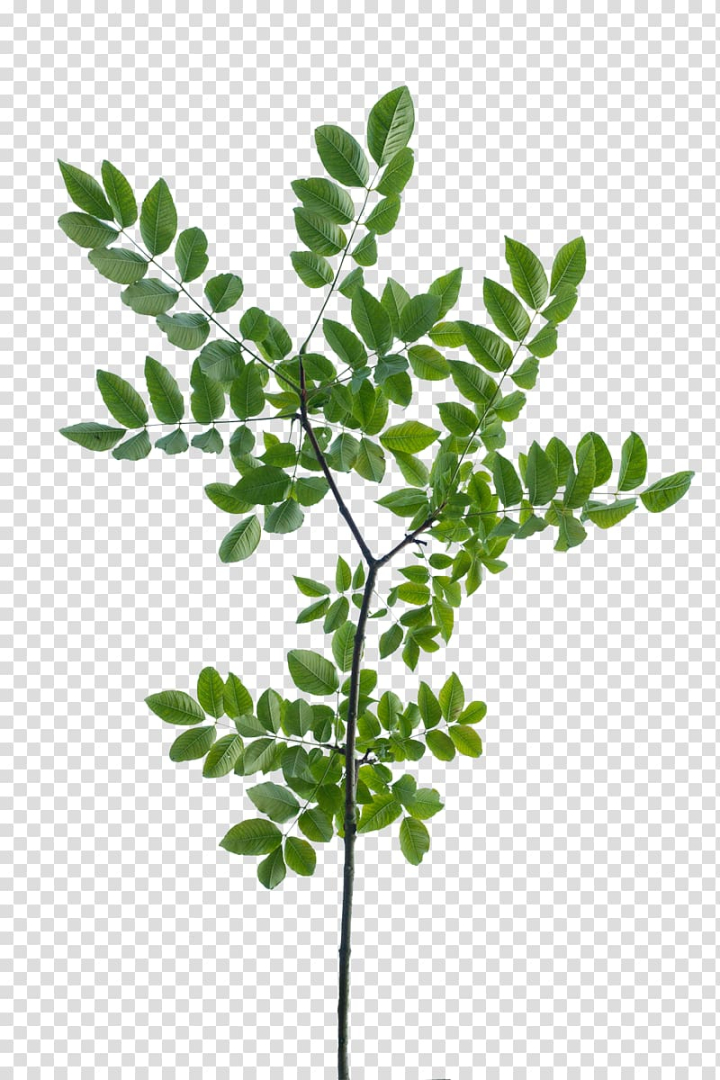 texture,mapping,branch,leaf,tree,shrub,plant stem,twig,texture mapping,3d modeling,uv mapping,subshrub,polygon mesh,plant,curry tree,vegetation,png clipart,free png,transparent background,free clipart,clip art,free download,png,comhiclipart