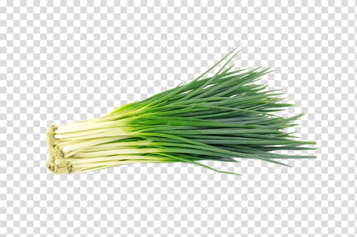 allium,fistulosum,onions,food,grass,onion,fruit,vegetables,onion rings,garlic,saffron,ingredient,purple onions,seed,green vegetables,green,bunch of carrots,bunch of flowers,commodity,condiment,flavor,flower bunch,grape leaves,grass family,welsh onion,shallot,vegetable,allium fistulosum,bulb,scallion,bunch,png clipart,free png,transparent background,free clipart,clip art,free download,png,comhiclipart
