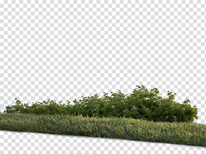 shrub transparent background