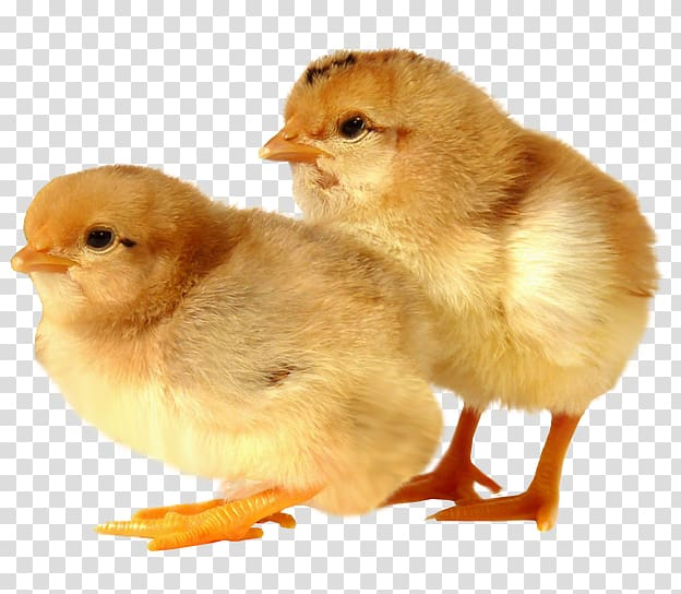 Hen transparent background PNG cliparts free download