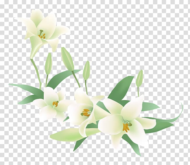 euclidean,white,lily,flower arranging,black white,branch,plant stem,color,lilium,plants,cartoon,royaltyfree,handpainted flowers,flowers,cattleya,dendrobium,lilies,plant,background white,seed plant,stock photography,stockxchng,water lily,white background,white flower,petal,orchid,nature,cartoon flower,cartoon plants,drawing,flora,floral design,floristry,flowering plant,handpainted,moth orchid,white smoke,flower,jasmine,euclidean vector,art - white,white lily,green,floral,digital,illustration,png clipart,free png,transparent background,free clipart,clip art,free download,png,comhiclipart