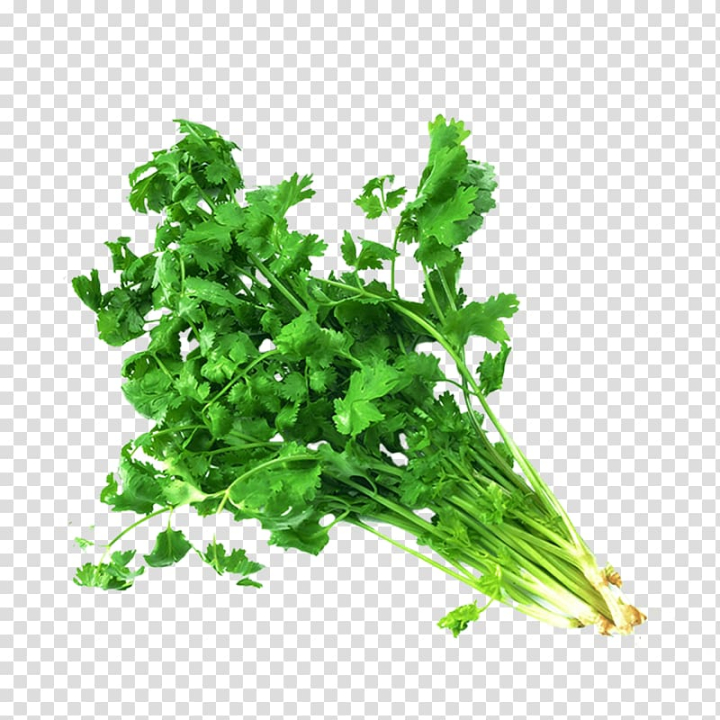 tamil,cuisine,parsley,leaf vegetable,food,leaf,superfood,medical care,spring greens,rapini,spice,ingredient,herbalism,healthy diet,health,vegetable,coriander,tamil cuisine,herb,flavor,nutrition,celery,stalks,png clipart,free png,transparent background,free clipart,clip art,free download,png,comhiclipart