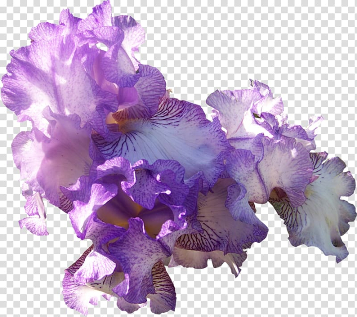 Free: Light Purple Flower , color smoke transparent background PNG ...