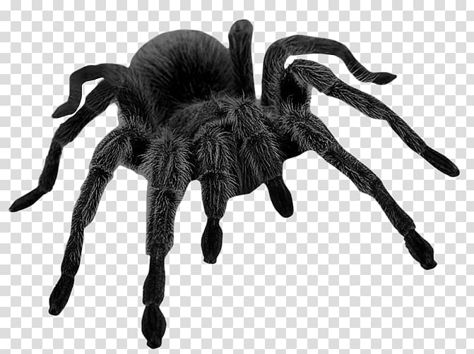 Wolf Spider transparent background PNG cliparts free download
