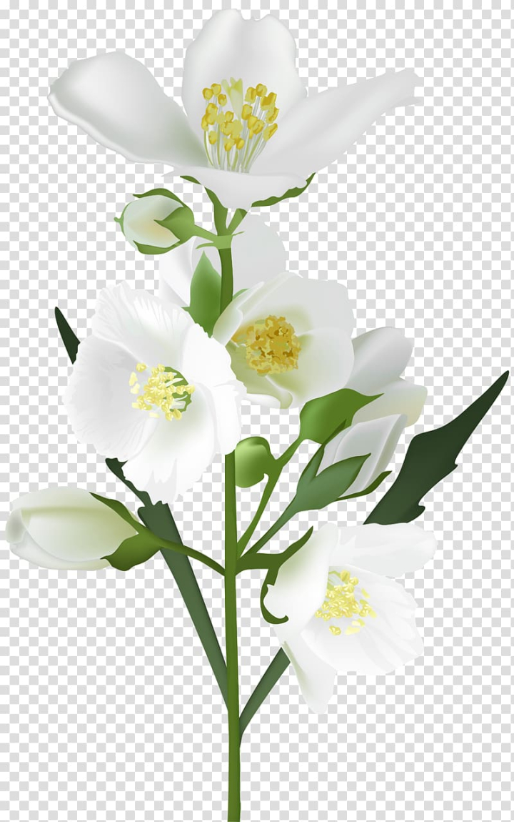 Free: White petaled flowers illustration, Flower White , jasmine flower  transparent background PNG clipart 