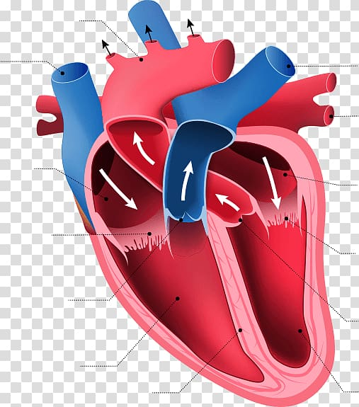 human heart transparent