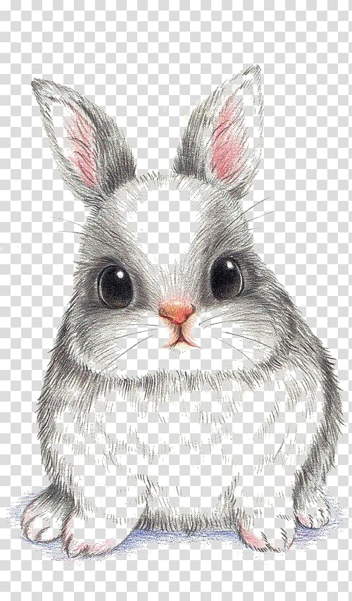 white rabbit drawings