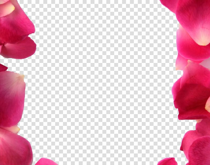 frames,petals,lipstick,magenta,desktop wallpaper,rose order,lip,pink,red,rose,rose family,nature,beauty,gummy bear,garden roses,flowering plant,ecard,closeup,blog,stock photography,petal,flower,picture frames,png clipart,free png,transparent background,free clipart,clip art,free download,png,comhiclipart