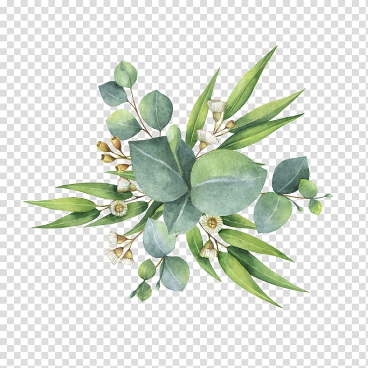 watercolor,painting,flower,bouquet,eucalyptus,green,leafed,plant,canvas,royaltyfree,stock photography,gum trees,flowerpot,watercolor painting,flower bouquet,leaf,png clipart,free png,transparent background,free clipart,clip art,free download,png,comhiclipart