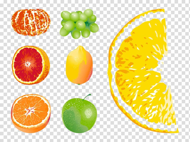 euclidean,mouse,painted,fruit,watercolor painting,food,animals,citrus,happy birthday vector images,tangerine,paint,superfood,orange fruit,painted vector,mouse vector,paint splash,paint brush,peel,vegetable,vegetarian food,mouse painted,citric acid,diet food,auglis,fruit juice,fruit vector,fruits,garnish,hand painted,apple fruit,circle,lemon lime,grapefruit,orange,euclidean vector,png clipart,free png,transparent background,free clipart,clip art,free download,png,comhiclipart