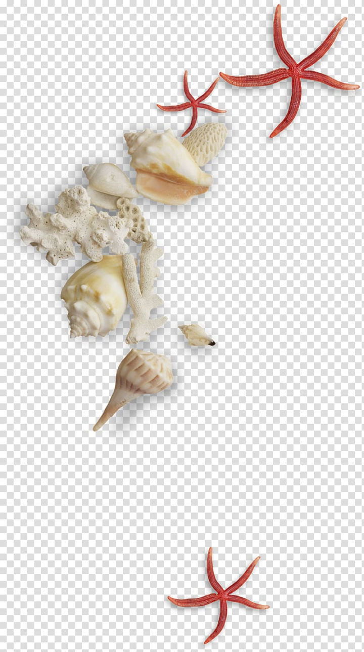 conch,watercolor painting,beach,mollusc shell,nature,sea,seashell,png clipart,free png,transparent background,free clipart,clip art,free download,png,comhiclipart