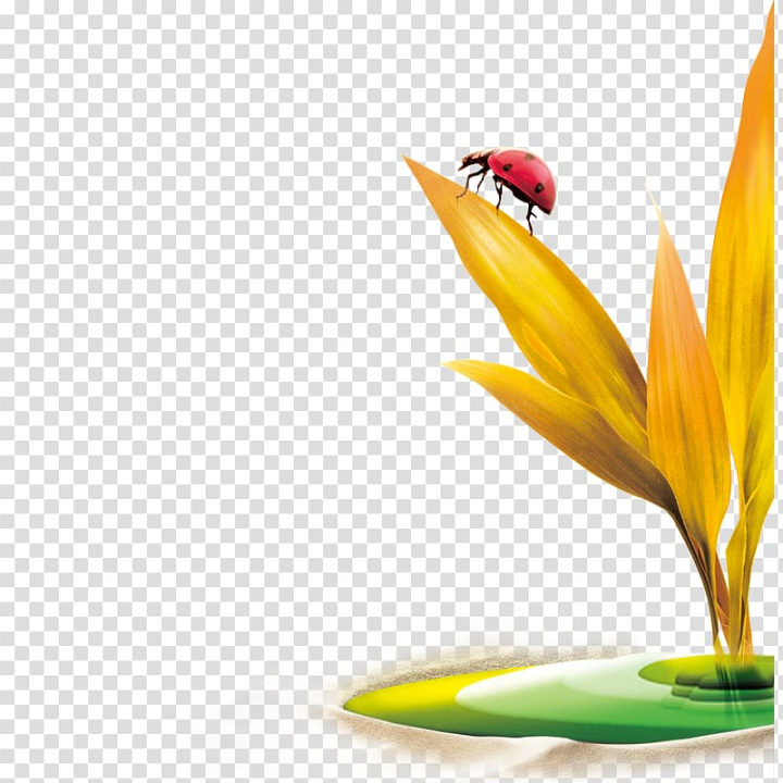 leaf,maple leaf,oat,insects,flower,rice,leaf border,leafs,autumn leaf,wheat,coccinella septempunctata,petal,palm leaf,coccinelle,creative,grasses,green leaf,leaf and petals,yellow,ladybird,insect,ladybug,png clipart,free png,transparent background,free clipart,clip art,free download,png,comhiclipart