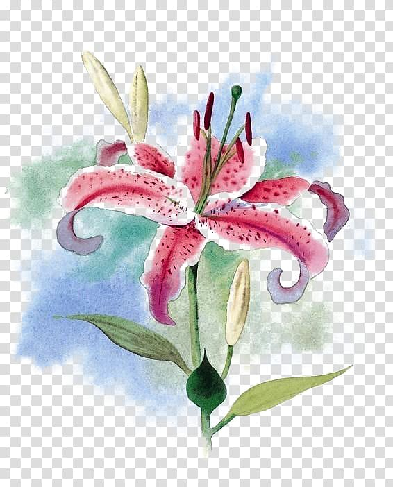 tiger,lily,flower,water,arum,flowers,pink,spots,buttoning,material,watercolor painting,flower arranging,painted,hand,lilium,paint,floristry,pink flower,plant,small,small fresh,stockxchng,water lilies,watercolor flower,watercolor flowers,watercolor paint,petal,background,floral design,flower bouquet,flower pattern,flower vector,flowering plant,fresh,flora,hand painted,drawing,decoration,nature,arumlily,tiger lily,lily flower,water lily,arum-lily,lily flowers,png clipart,free png,transparent background,free clipart,clip art,free download,png,comhiclipart
