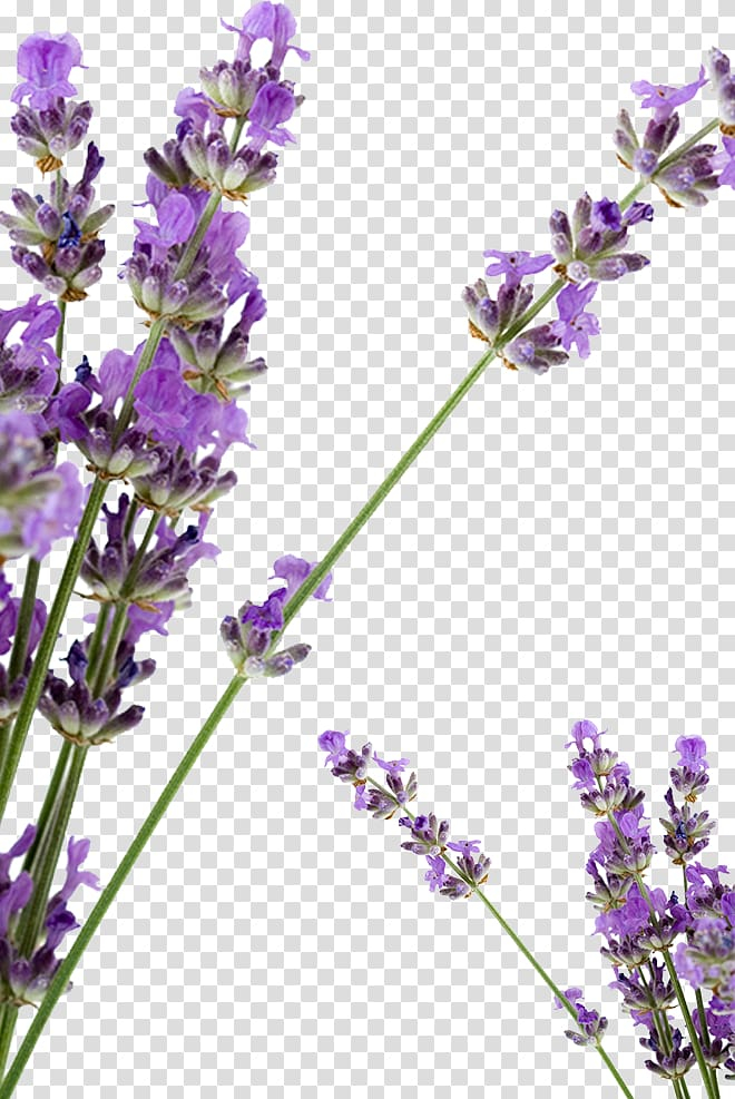 huocheng,county,flowers,purple,violet,cosmetics,flower,plants,english lavender,lilac,essential oil,lavender vector,shooting,rose oil,u624bu5de5u7682,plant,pink flower,watercolor flower,petals,nature,flower bouquet,flower pattern,flower vector,flowering plant,flowers vector,herbaceous,lavender petals,bathing,watercolor flowers,lavender,petal,huocheng county,soap,petaled,illustration,png clipart,free png,transparent background,free clipart,clip art,free download,png,comhiclipart